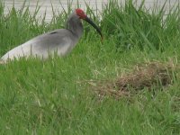 crested ibis.jpg