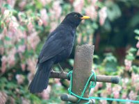 DS blackbird m on clothesline post 020410 .jpg