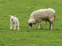 DS lamb & mom 060410 .jpg