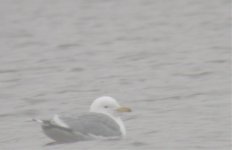 adt Caspian Gull AVL 6feb2010.jpg