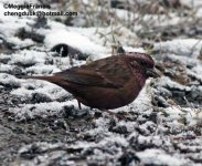 Dark rumped Rosefinch 700.jpg