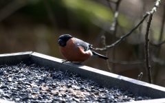 Bullfinch 1 (R).jpg