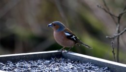 Chaffinch 8 (R).jpg