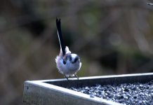 Long Tailed Tit 5 (R).jpg