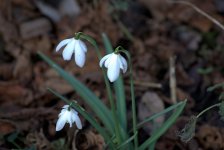 Snowdrops (R).jpg