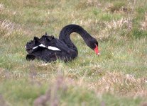 Black Swan 3 (R).jpg