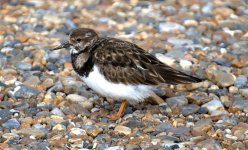 Turnstone 7 (R).jpg