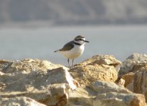 Kentish Plover 123.jpg