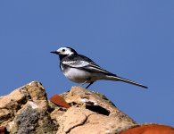 Pied Wagtail 13 (R).jpg