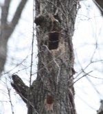 woodpeckerhole.jpg
