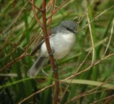 White-breasted Robin.jpg