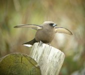 Dusky Woodswallow.jpg