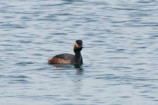 black-necked grebe2.jpg