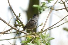 blackcap.jpg