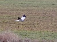 IMG_3372_Hen Harrier.jpg