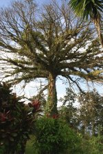 Ceiba from room.jpg