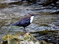 IMG_9902_Dipper.jpg