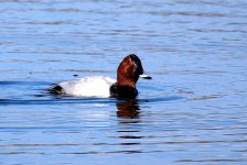 Pochard 1 (R).jpg