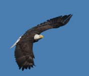 Eagle 8_edited-3.jpg