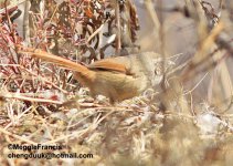 Rufous Tailed Babbler 700.jpg