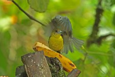 Female Lemon Rumped Tanager and Blue Gray Tanager.jpg