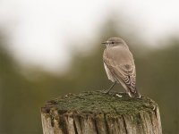 Short-billed Miner 2.jpg