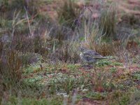 Yellow bridled Finch 2.jpg