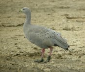 0442 cape barren goose 2.jpg