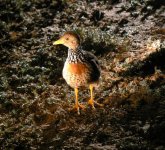 Plains-wanderer.jpg