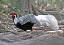 Silver-Pheasant.jpg