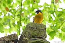 Yellow-throated Laughingthrush.JPG