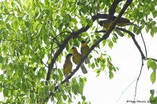 Yellow-throated Laughingthrush (4).JPG