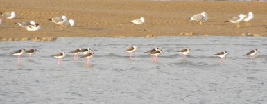 Black-winged Stilts 2.jpg