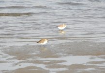 Dunlin and Kentish Plover.jpg