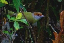 rufous-browed peppeshrike limit 6.jpg