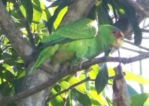 white-fronted parrot 6.jpg