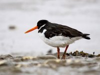 IMG_0073_Oystercatcher.jpg