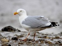 IMG_0098_Herring Gull.jpg