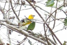 yellow grosbeak 2.jpg