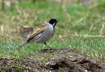 Reed Bunting (R).jpg