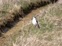 Wheatear (R).jpg