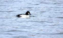 Goldeneye (R).jpg