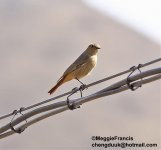 white winged redstart.jpg