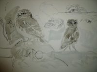 little owls 049.JPG
