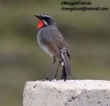 Himalayan rubythroat.jpg