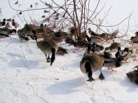 Canada Geese.jpg