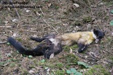 yellow throated marten.jpg