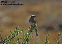 Robin accentor 1.jpg