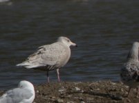 Beddington Farm Glaucous Gull 1.jpg