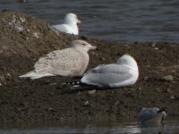 Beddington Farm Glaucous Gull 2.jpg